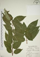 藏品(大葉溲疏)的圖片