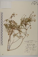 藏品(狗娃花)的圖片