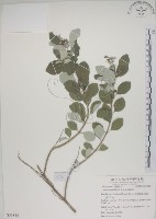 藏品(海埔姜)的圖片