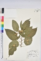 藏品(巴豆)的圖片