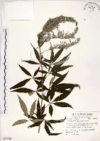 藏品(黃荊)的圖片