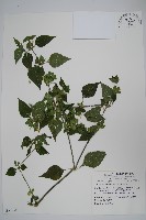 藏品(華九頭獅子草)的圖片