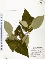 藏品(山煙草)的圖片