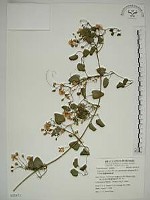 藏品(鵝鑾鼻鐵線蓮)的圖片