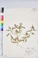 藏品(猩猩草)的圖片