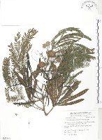 藏品(銀合歡)的圖片