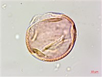 藏品(田菁)的圖片