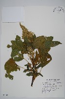 藏品(青莧)的圖片