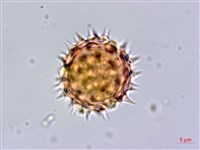 藏品(鬼針)的圖片