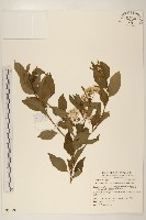 藏品(小舌菊、蔓綿菜)的圖片