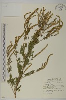 藏品(豬草)的圖片