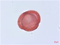 藏品(烏面馬、白花藤)的圖片