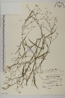 藏品(掃帚菊)的圖片