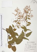 藏品(臺灣何首烏)的圖片