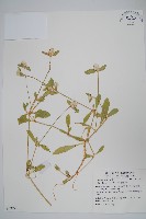 藏品(假千日紅)的圖片