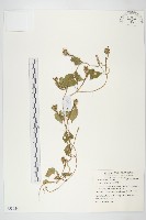 藏品(紅花野牽牛)的圖片