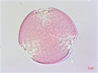 藏品(夏菫)的圖片