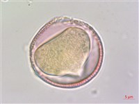 藏品(夏菫)的圖片