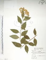 藏品(臺灣繡線菊)的圖片