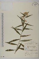 藏品(臺灣馬蘭)的圖片