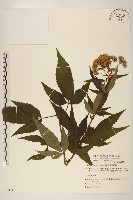 藏品(臺灣澤蘭)的圖片