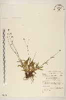 藏品(福山氏飛蓬)的圖片