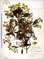 藏品(華八仙)的圖片