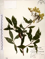 藏品(華八仙)的圖片