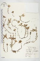 藏品(尖萼佛甲草)的圖片