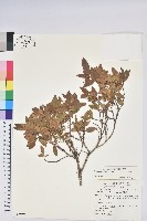 藏品(紅毛杜鵑)的圖片