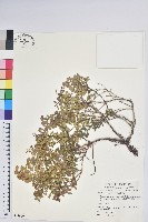 藏品(高山白珠樹)的圖片