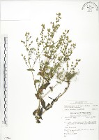 藏品(大籽當藥、巒大當藥)的圖片