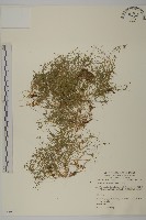 藏品(瓜槌草、漆姑草)的圖片