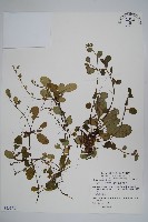 藏品(臺灣附地草)的圖片