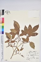 藏品(南燭)的圖片