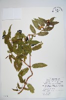 藏品(阿里山忍冬、漸尖葉忍冬)的圖片