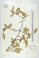 藏品(藤胡頹子)的圖片