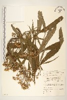 藏品(黃菀)的圖片