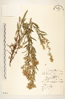 藏品(一枝黃花)的圖片