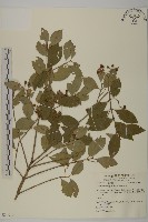 藏品(刺果衛矛)的圖片