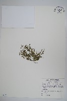 藏品(山桔梗)的圖片