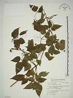 藏品(小木通)的圖片