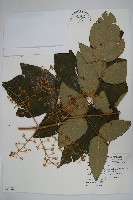 藏品(鵲不踏)的圖片