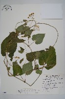 藏品(薄葉牛皮消)的圖片