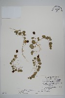 藏品(普刺特草)的圖片