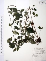 藏品(長梗盤花麻)的圖片