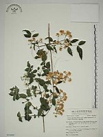 藏品(梨山小蓑衣藤)的圖片