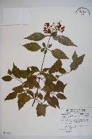 藏品(狹葉莢迷)的圖片