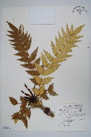 藏品(阿里山十大功勞)的圖片