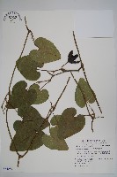 藏品(大葉馬兜鈴)的圖片